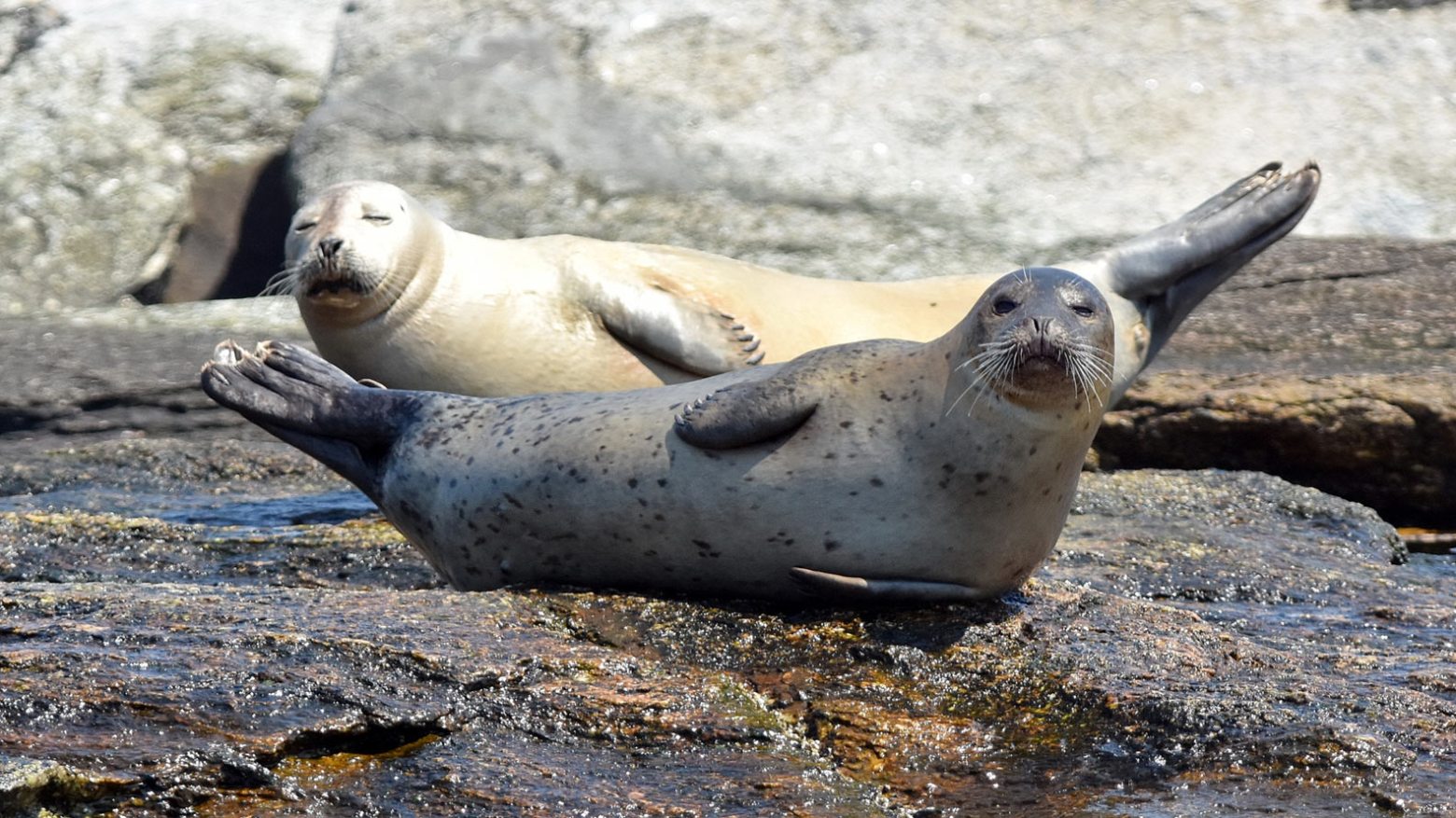 a seal on a rocky beach