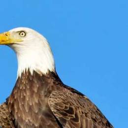 a bald eagle against the blue sky seen during a Maine coastal cruise