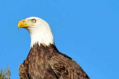 a bald eagle against the blue sky seen during a Maine coastal cruise