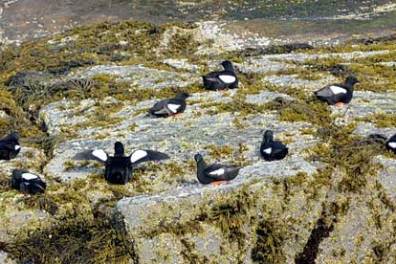 a photo of a group of puffins on a rock taken during a puffin cruise in maine