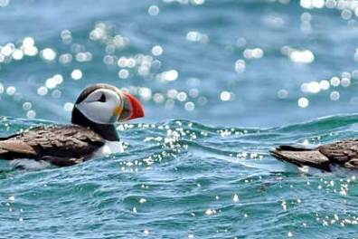 puffins in the water during a puffin watching tour in maine