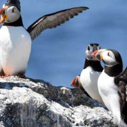 two puffins on a rock with the blue sky in the background during a puffin tour in maine
