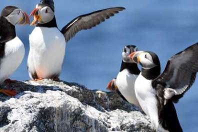 two puffins on a rock with the blue sky in the background during a puffin tour in maine