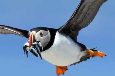 a puffin flying through the sky with a fish in its mouth seen on a hardy Boat puffin watch tour