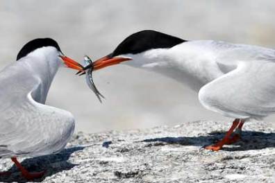 puffins sharing a fish they caught as seen on a puffin cruise in maine