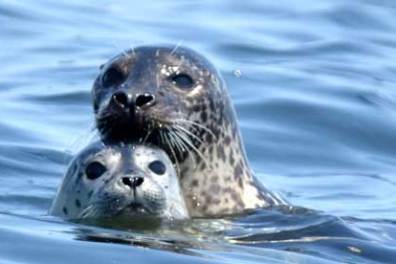 seals in Maine seen during a seal watch Hardy Boat cruise