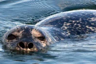 seal in the water during a seal watching tour