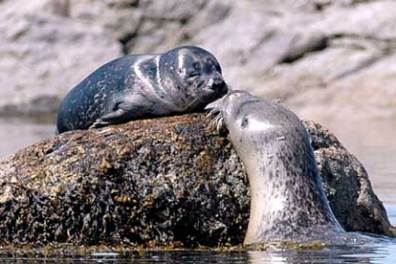 seals on a rock on the Hardy Boat seal watch tour