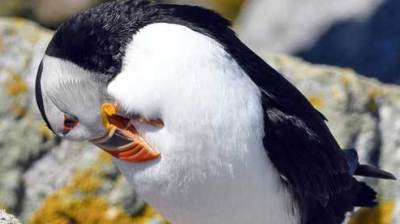 a close up of a bird