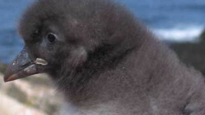 a close up of a bird