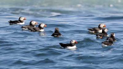 a flock of seagulls are swimming in a body of water