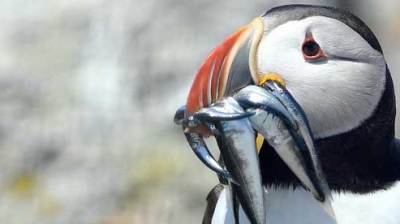 a bird sitting on top of each other