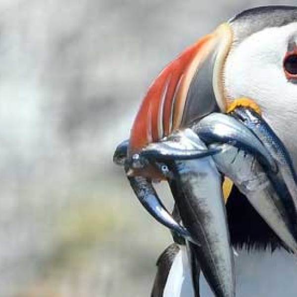 a bird sitting on top of each other