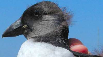 a close up of a bird