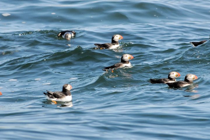 multiple puffins in the water as seen on a puffin cruise maine