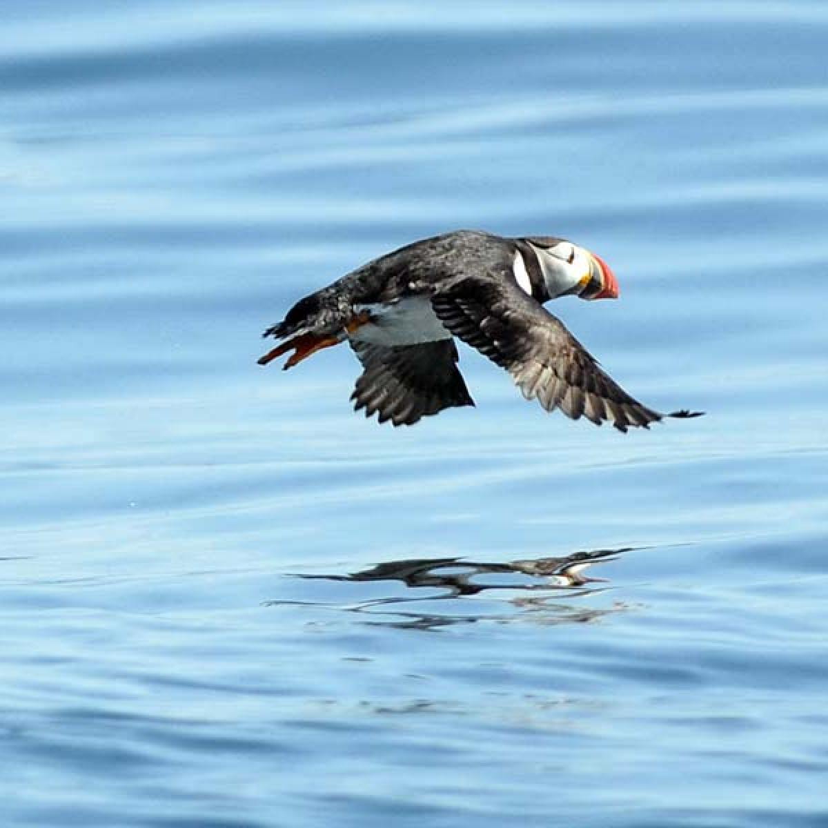 a bird swimming in water next to a body of water