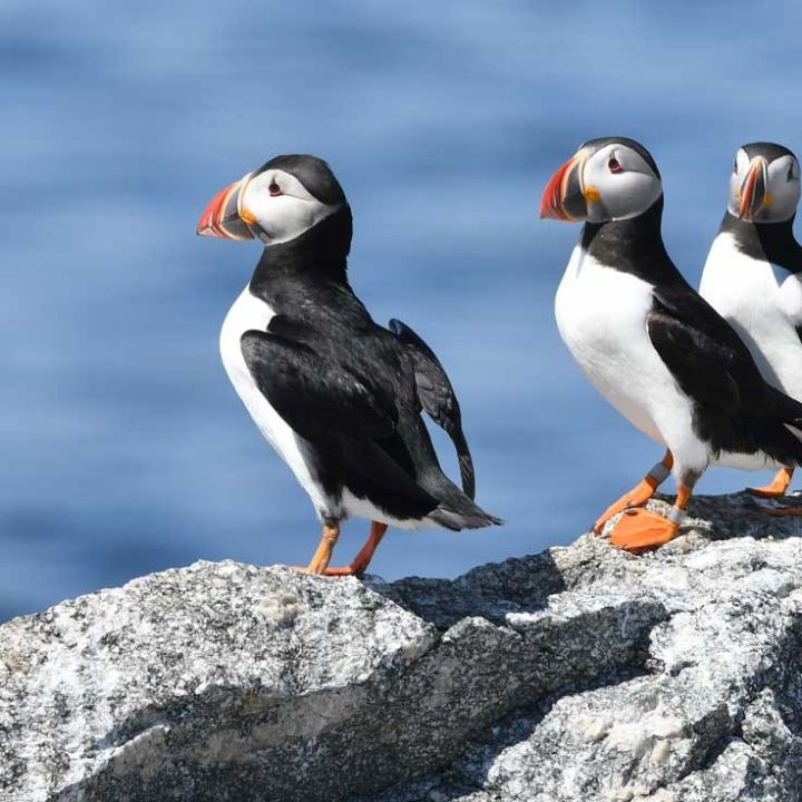 four puffins standing on a rock against the water