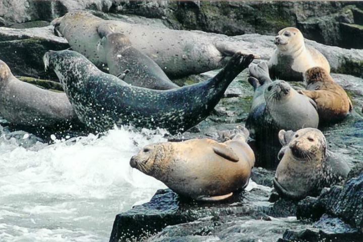 a group of seals sitting on the rocks next to water
