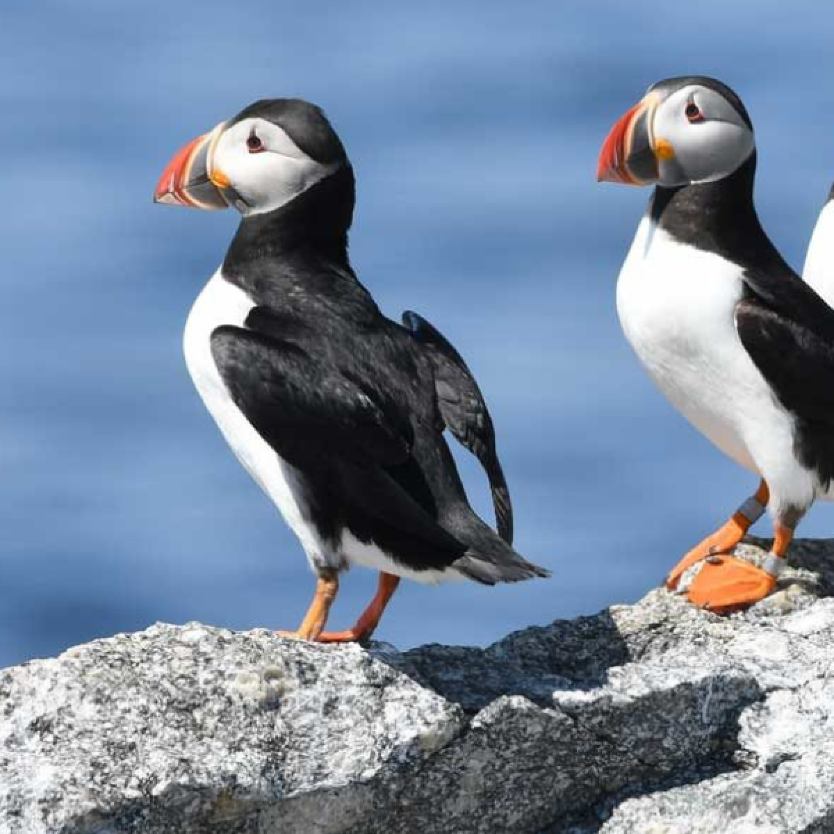 several puffins standing on a rock near monhegan island