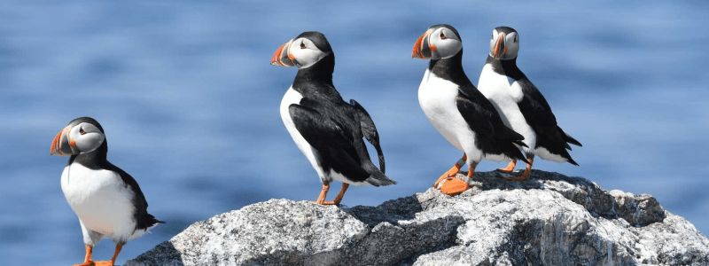 Puffin Feature Hero several puffins standing on a rock near monhegan island
