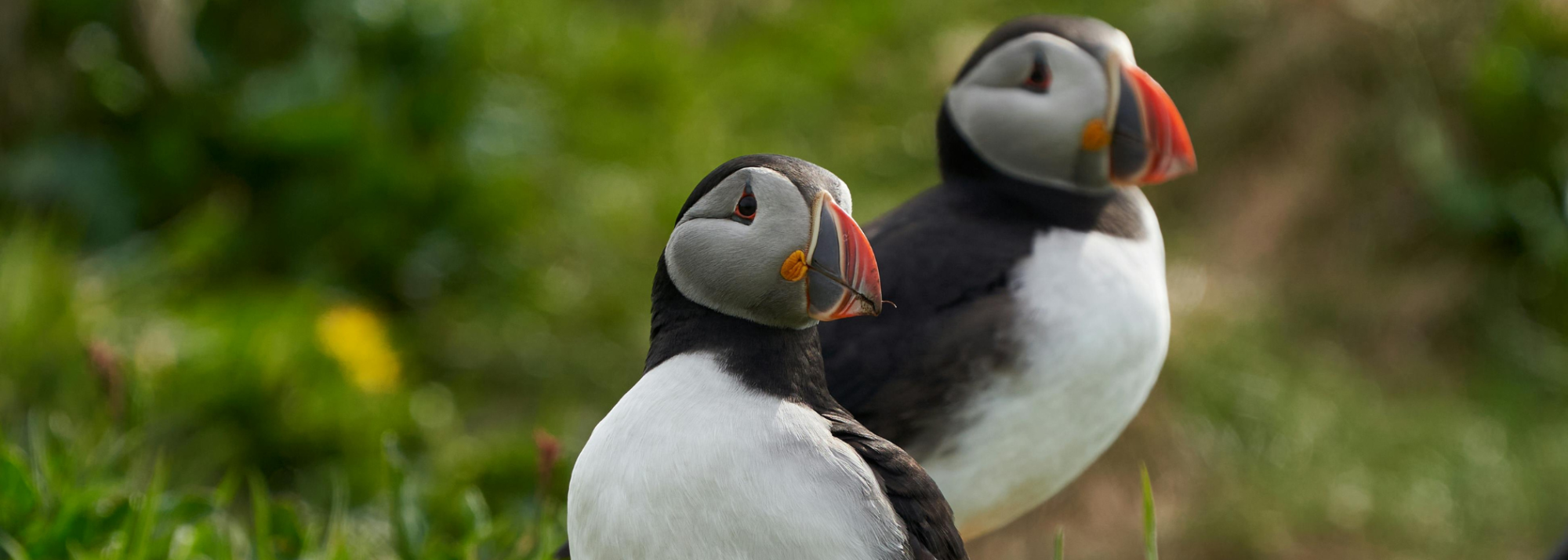 Two puffins with colorful beaks standing on grassy ground, blurred green background.