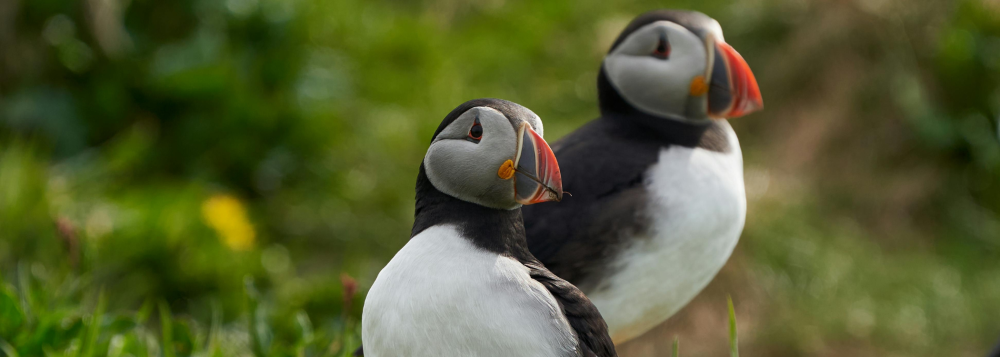 Two puffins with colorful beaks standing on grassy ground, blurred green background.
