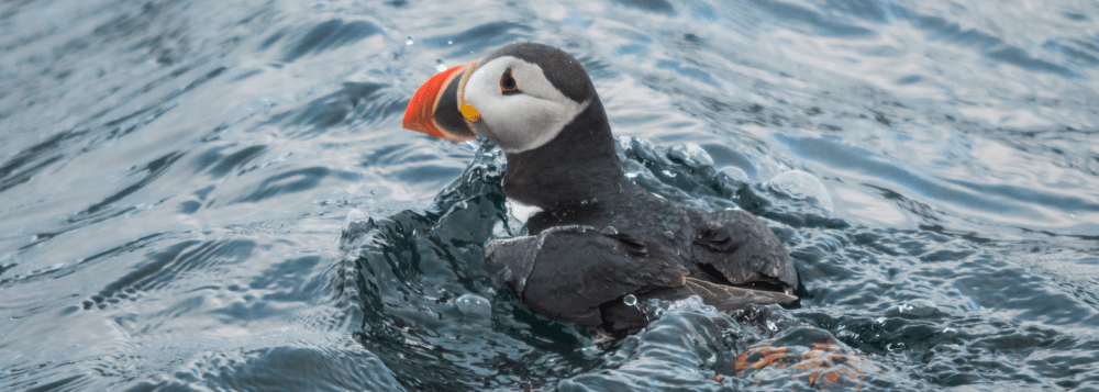 Puffin swimming in choppy blue water.