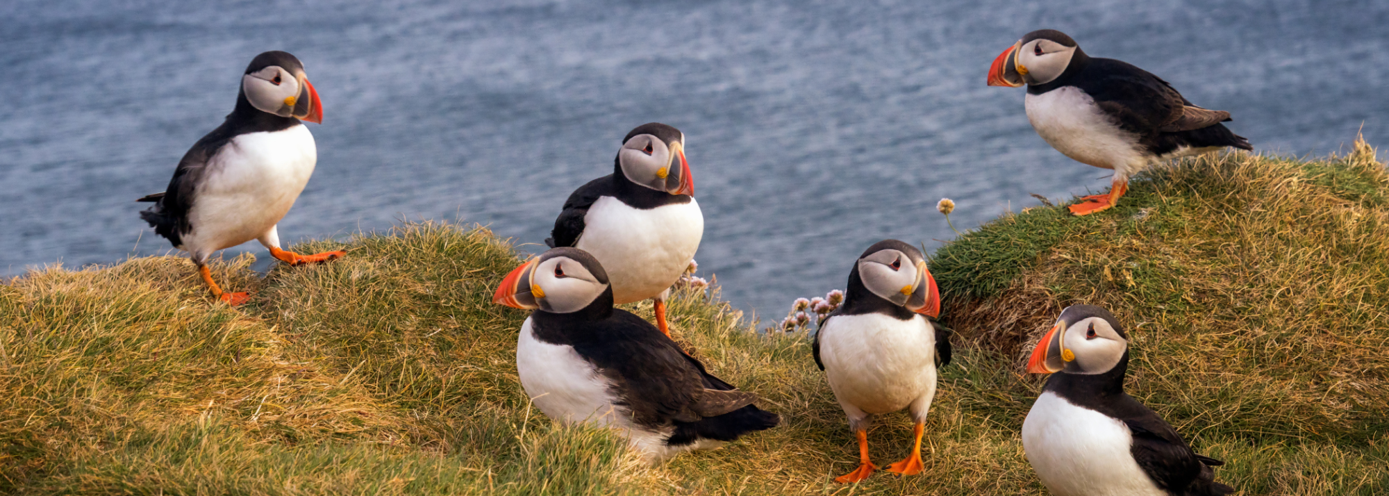 Six puffins standing on grassy cliff with ocean in background.