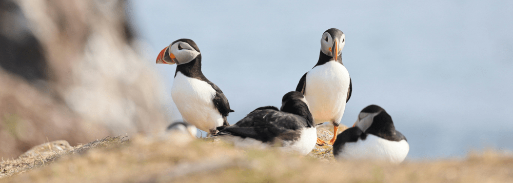 Five puffins gathered on grassy cliff, with two standing and three sitting.