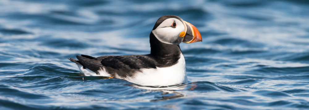 Puffin with bright orange beak floating on rippled blue water.